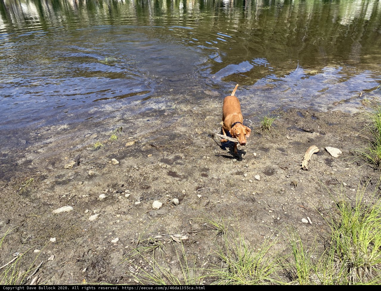 A Boxer Enjoying the Refreshing Pond Water