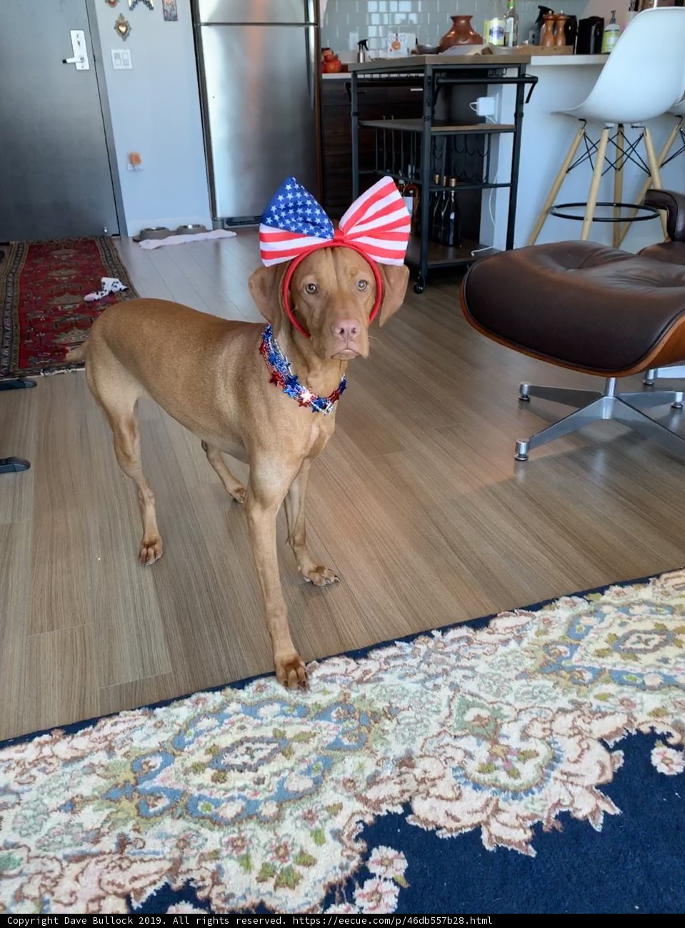 Patriotic Pup