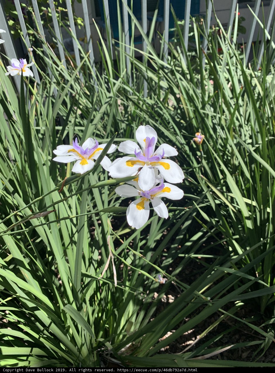 White and Purple Daffodil in the Grass