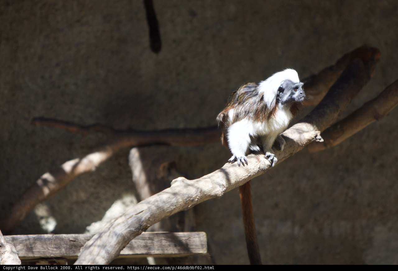 Primate Ponderings