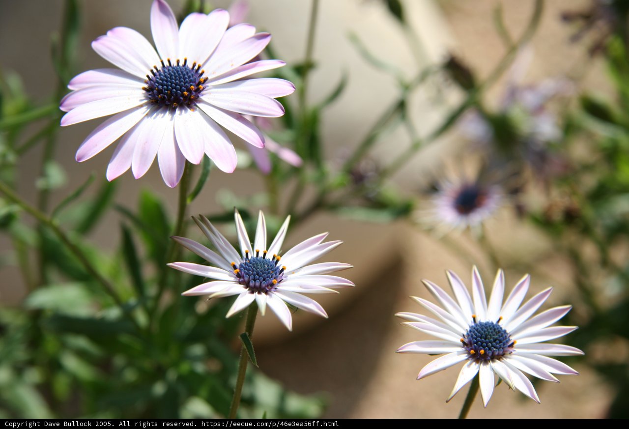 A Sweet Mix of Daisy and Anemone