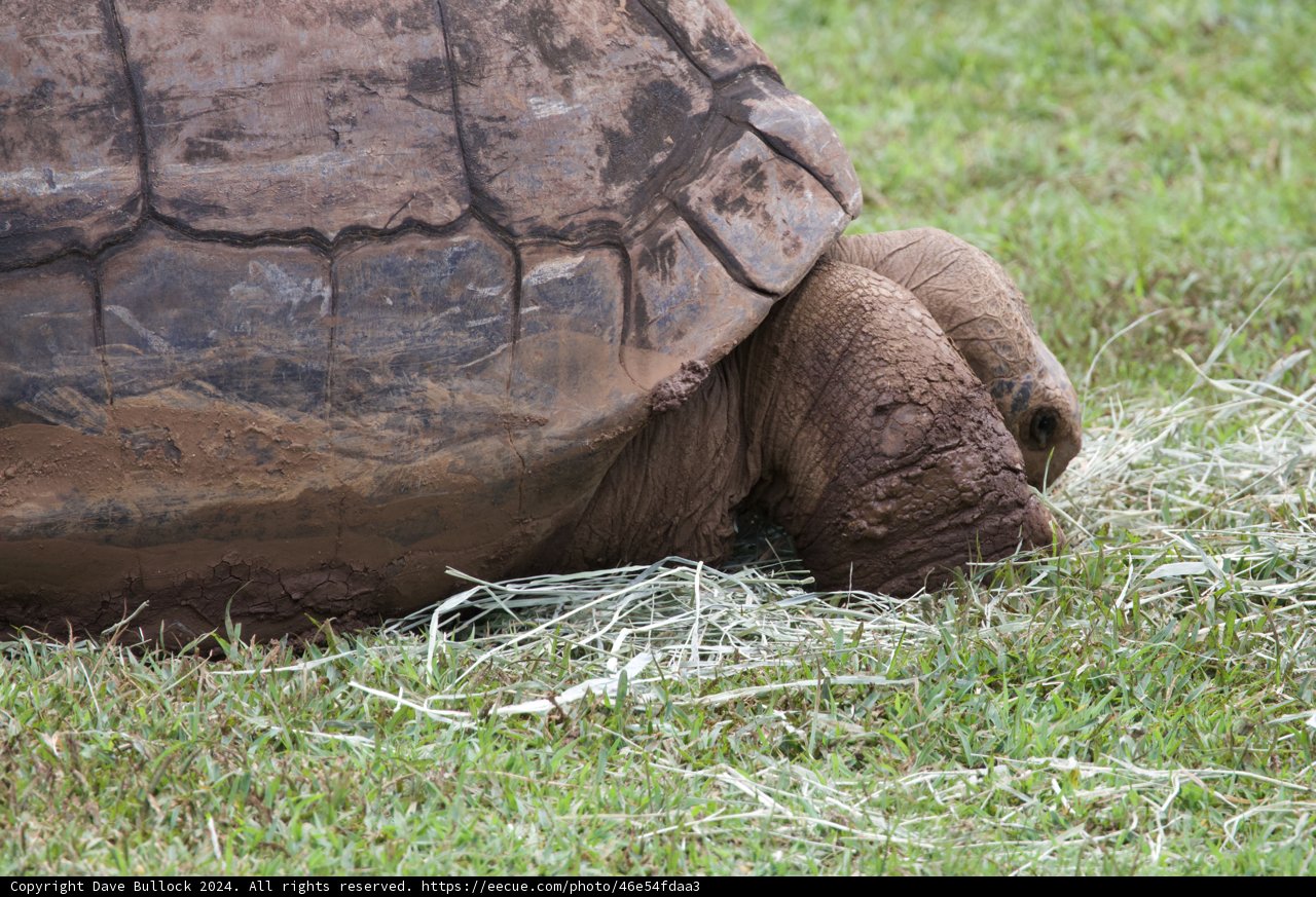 Timeless Grace - The Gentle Giant at Rest