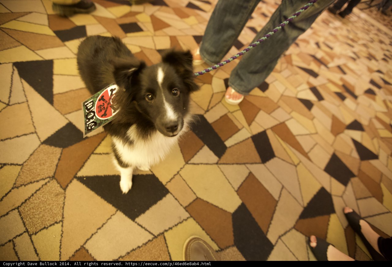 Best in Show
