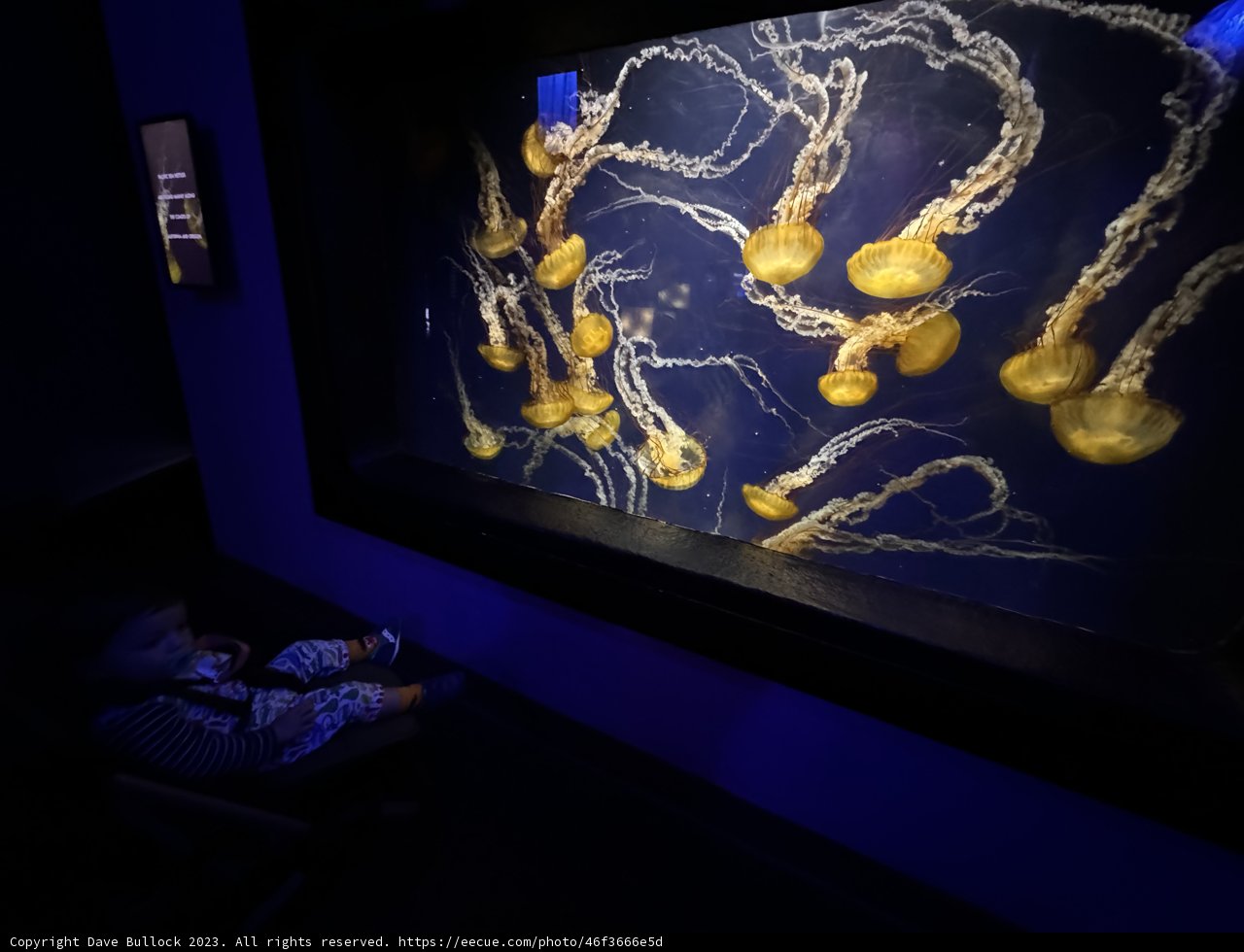 A Majestic Afternoon at the Aquarium