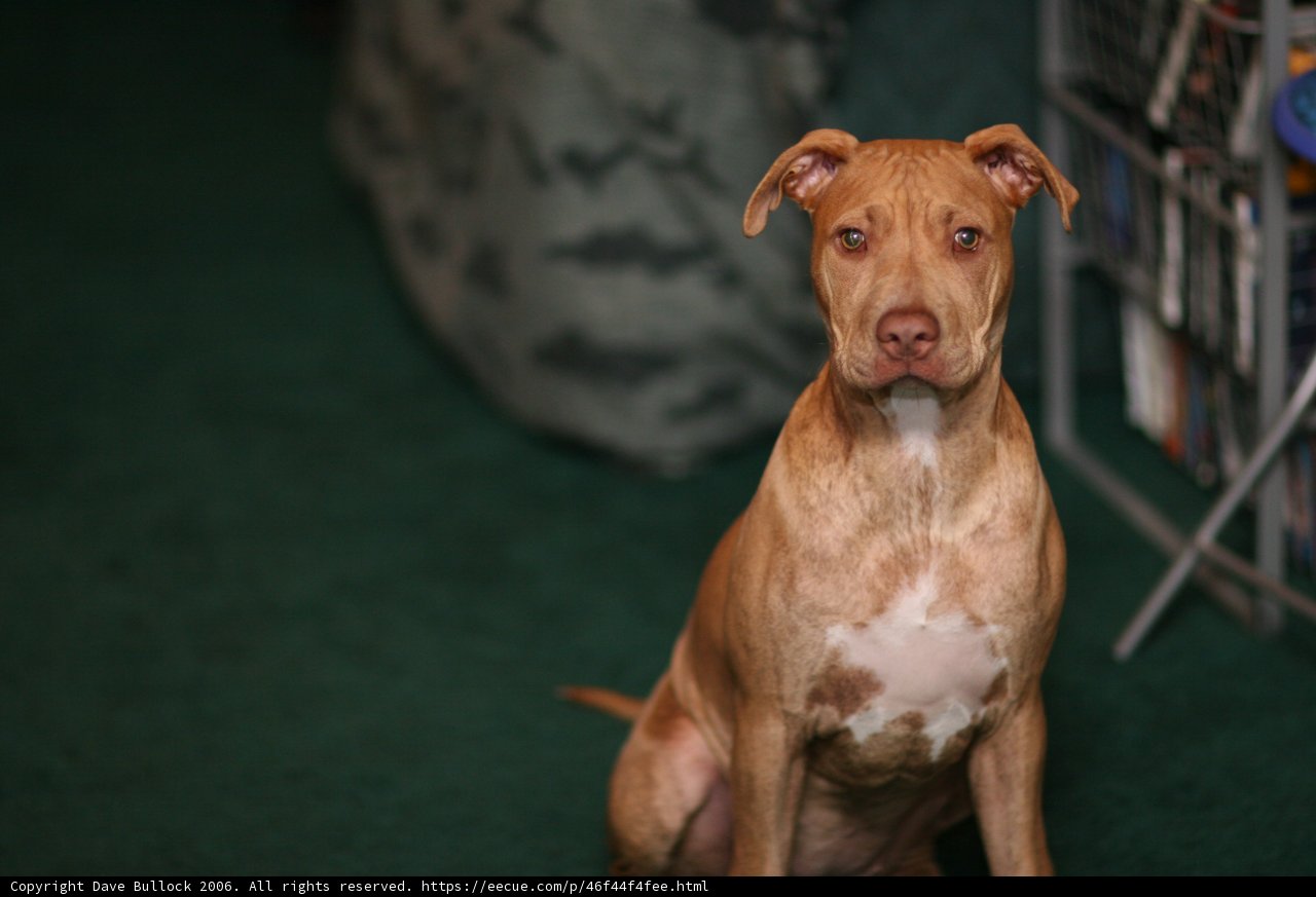 Adorable Pitbull Sitting on the Floor