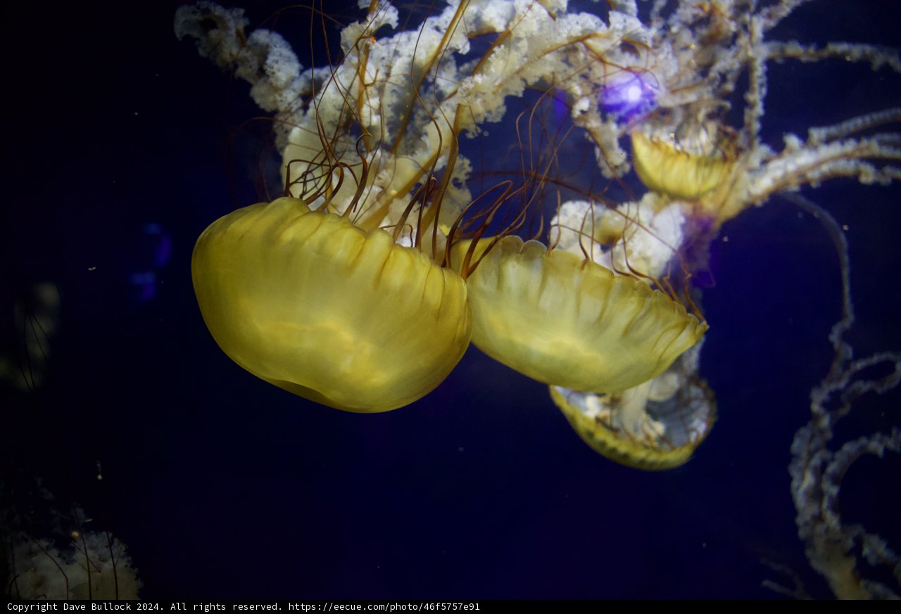 Graceful Navigators of the Deep