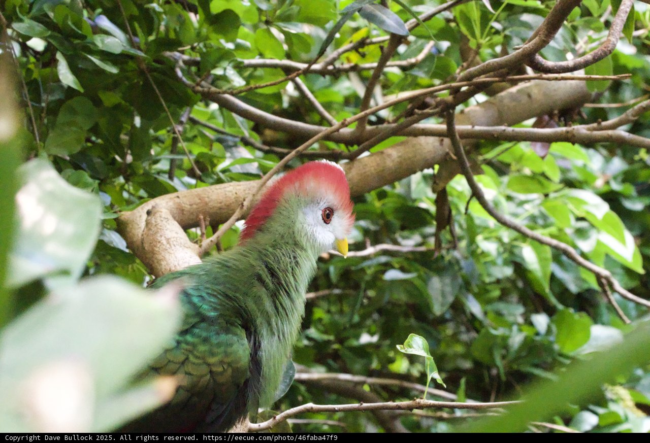 Vibrant Voices of the Rainforest