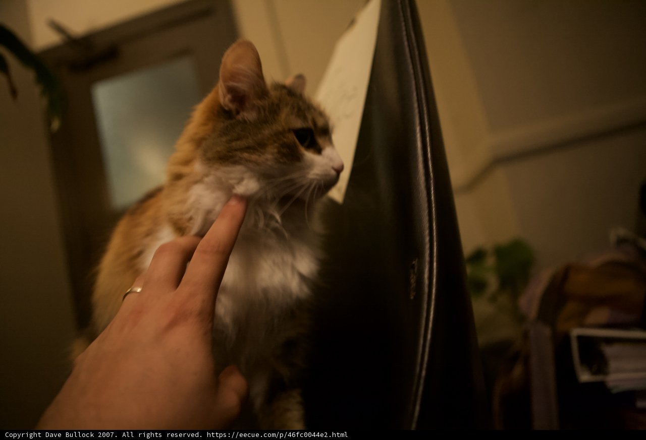Nighttime Cat Cuddles