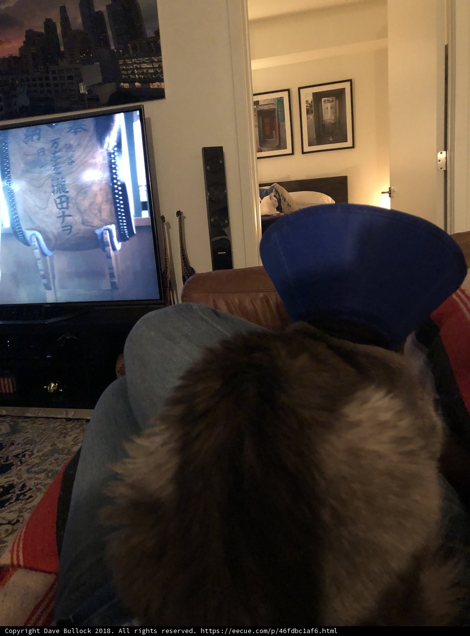 The Blue Hat Couch Cat