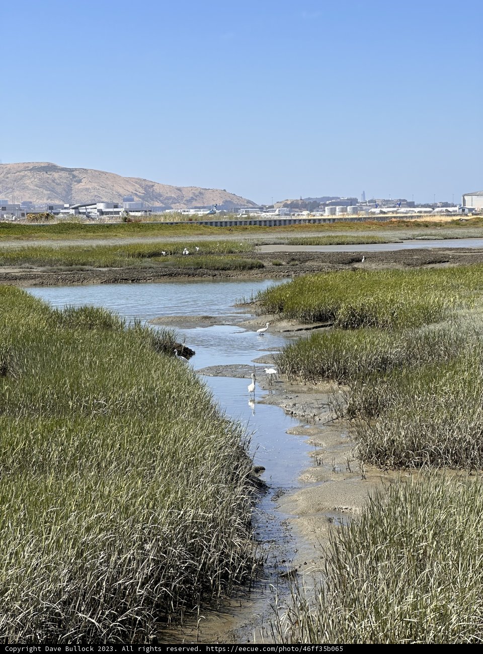 Tranquility at Millbrae Marsh