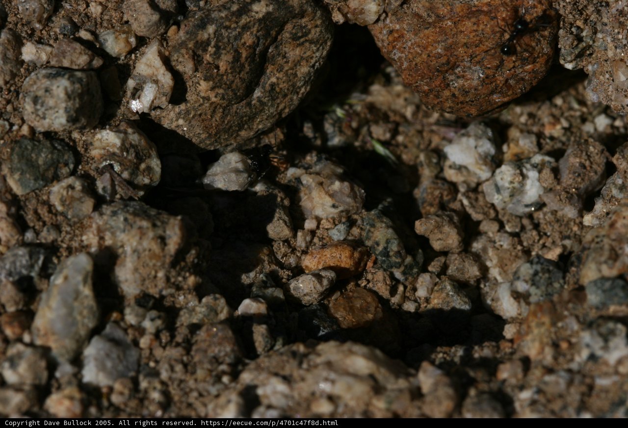 A Close-up of a Rock with a Hole