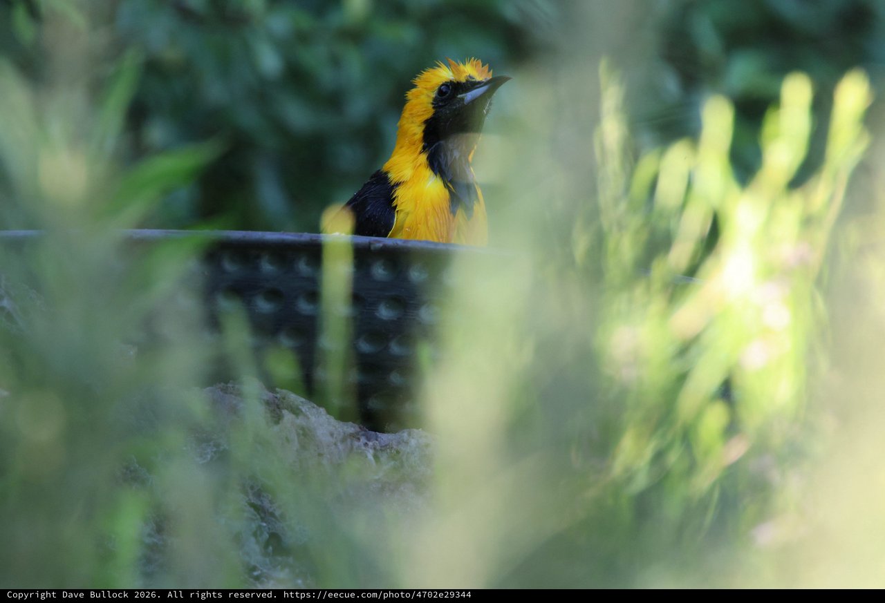 Hooded Oriole Perched Among Garden Foliage