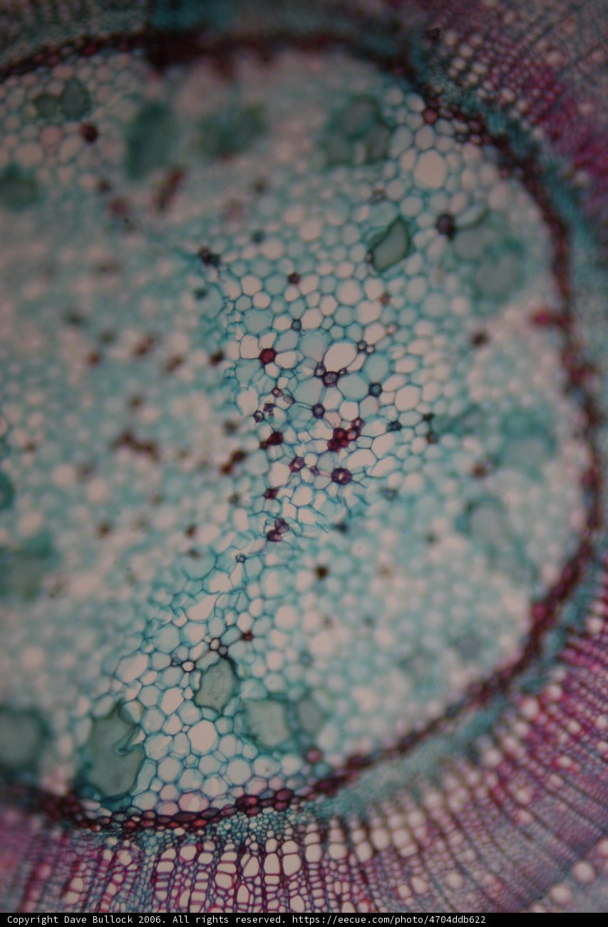 Blue Patterned Plant Cell