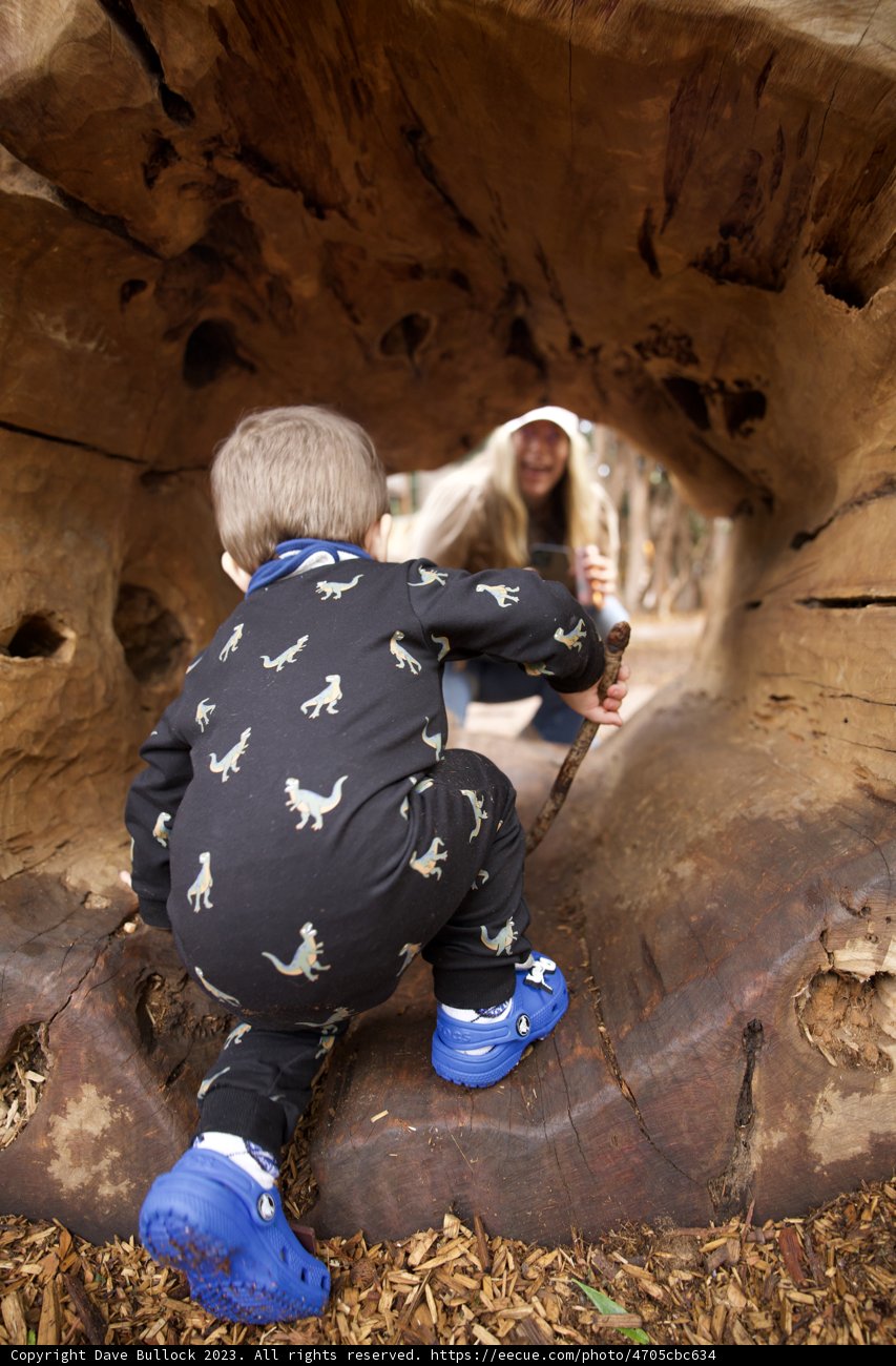 Adventures in Golden Gate Park: Wesley's Tree Climb