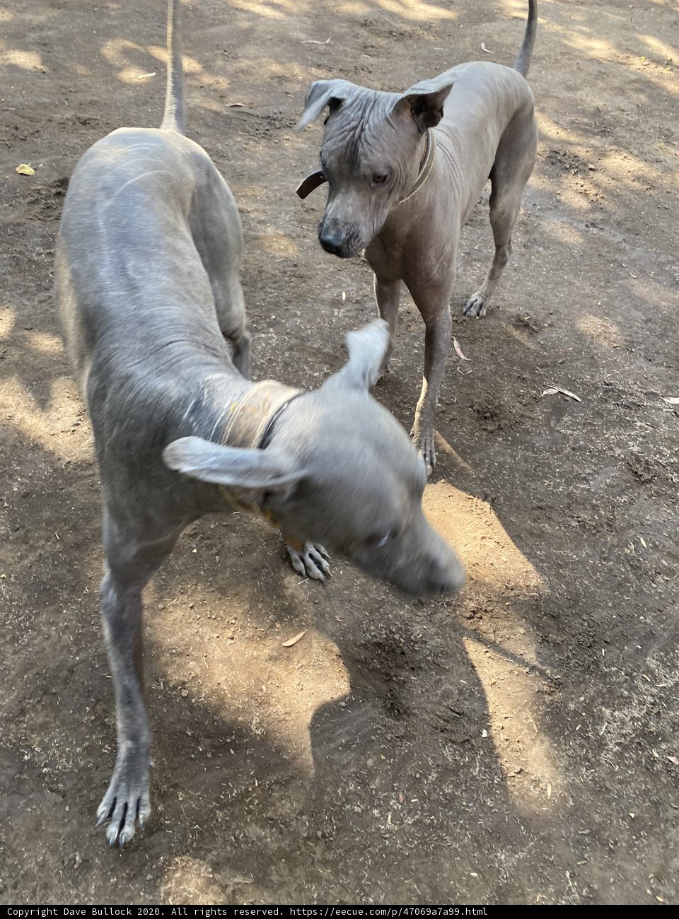 Two Grey Canines Having Fun in the Dirt