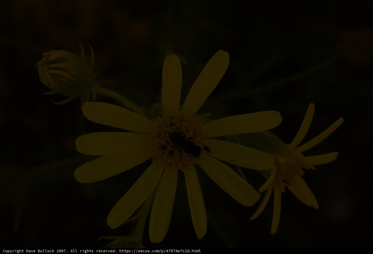 Bee on a Yellow Daisy