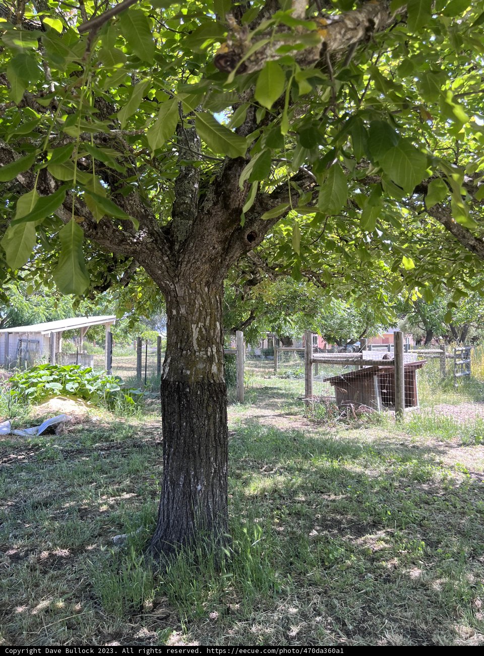 The Lush Retreat: A Sonoma Solitude.