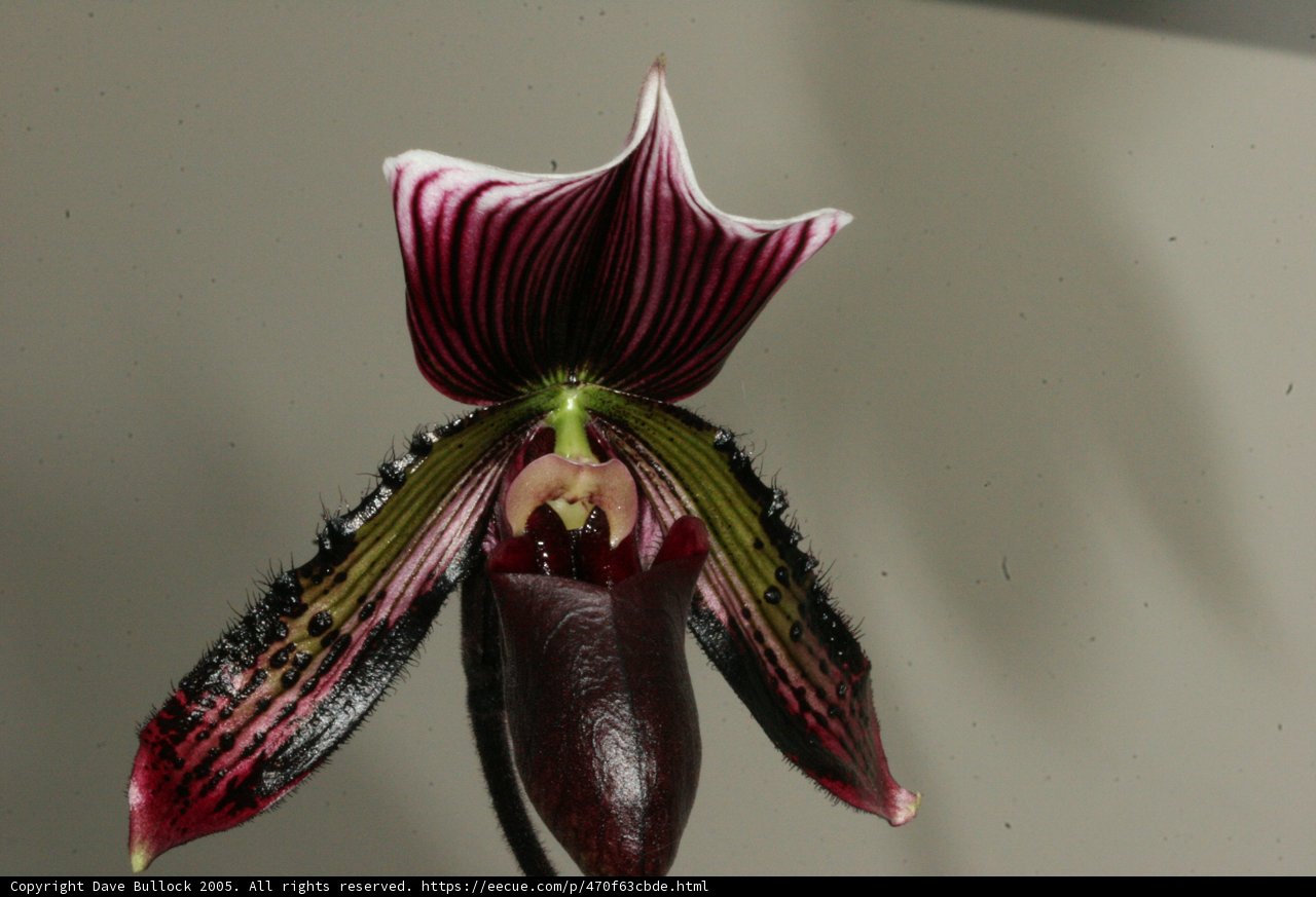 Striped Orchid