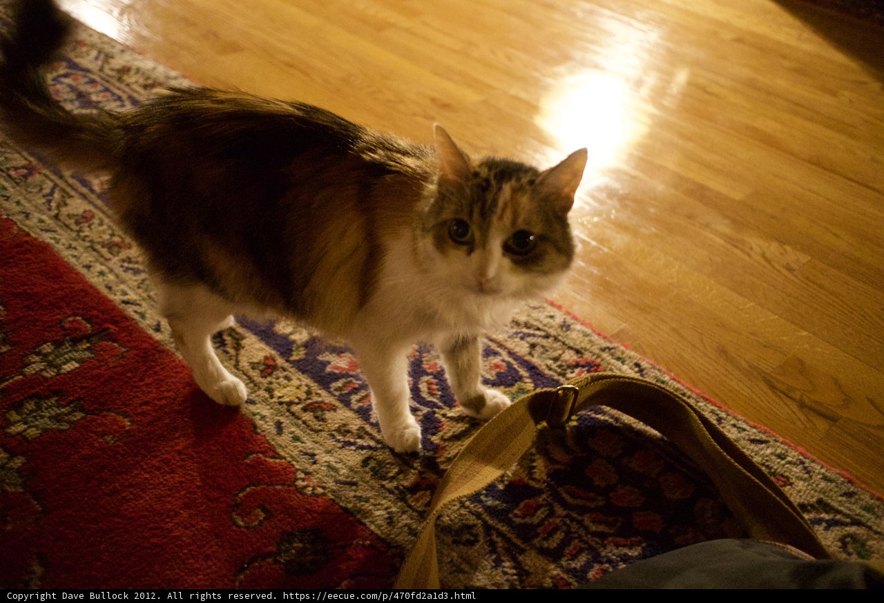 Feline and Flooring