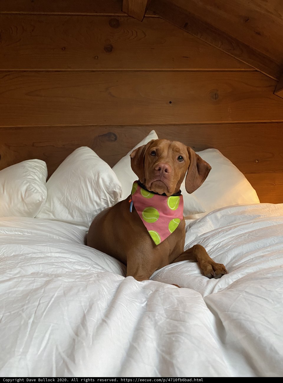 Cozy Canine Comfort