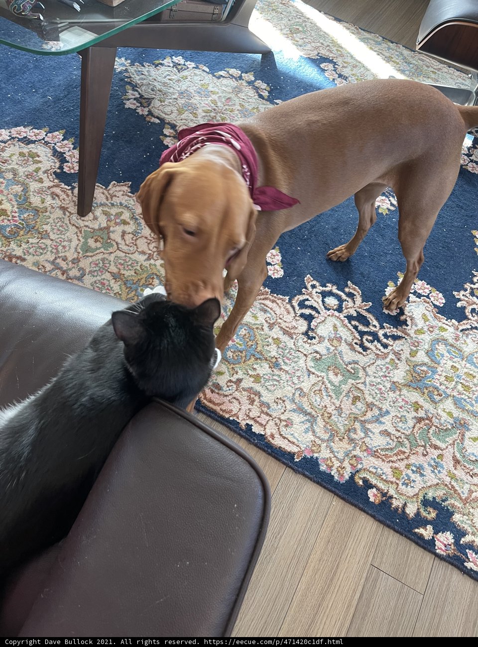 Canine and Feline Besties