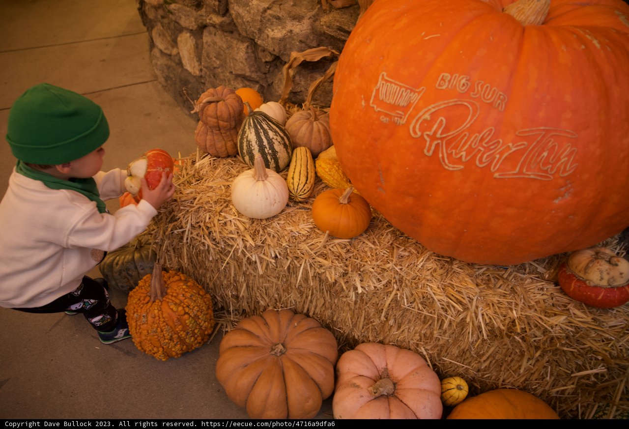 Wesley's Pumpkin Fascination