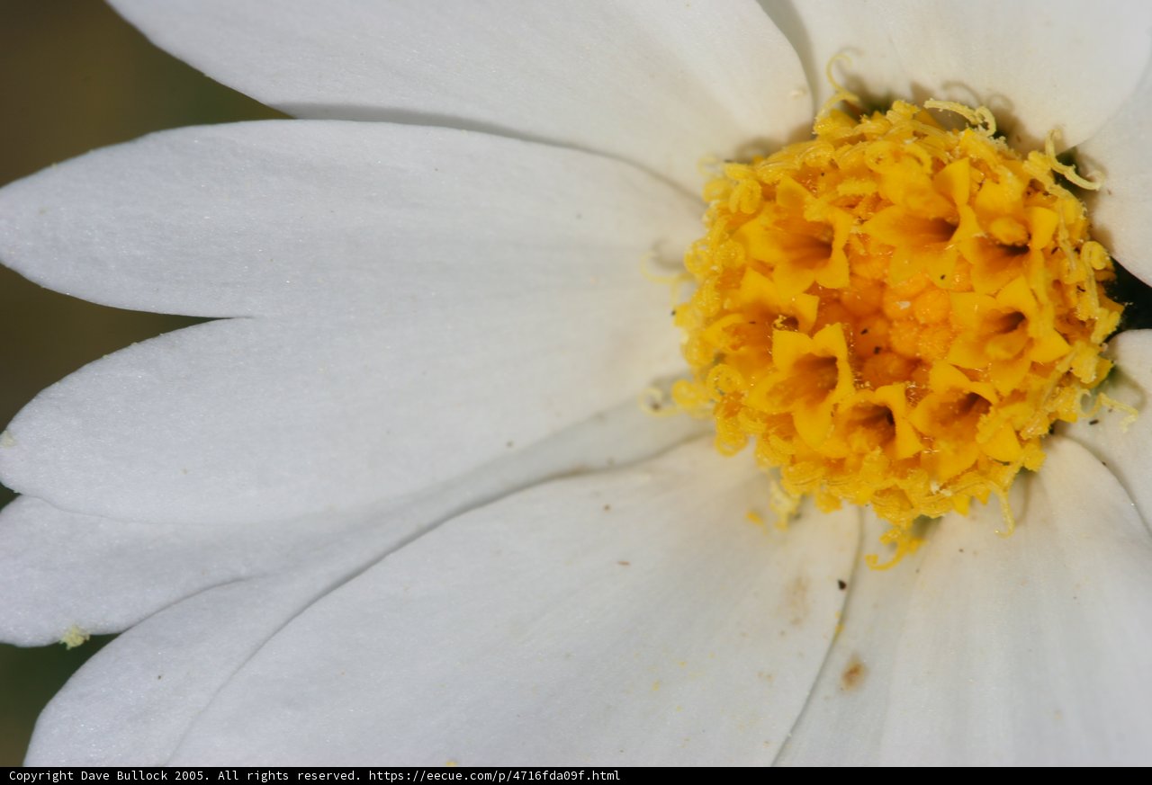 White Daisy with Vibrant Yellow Pollen