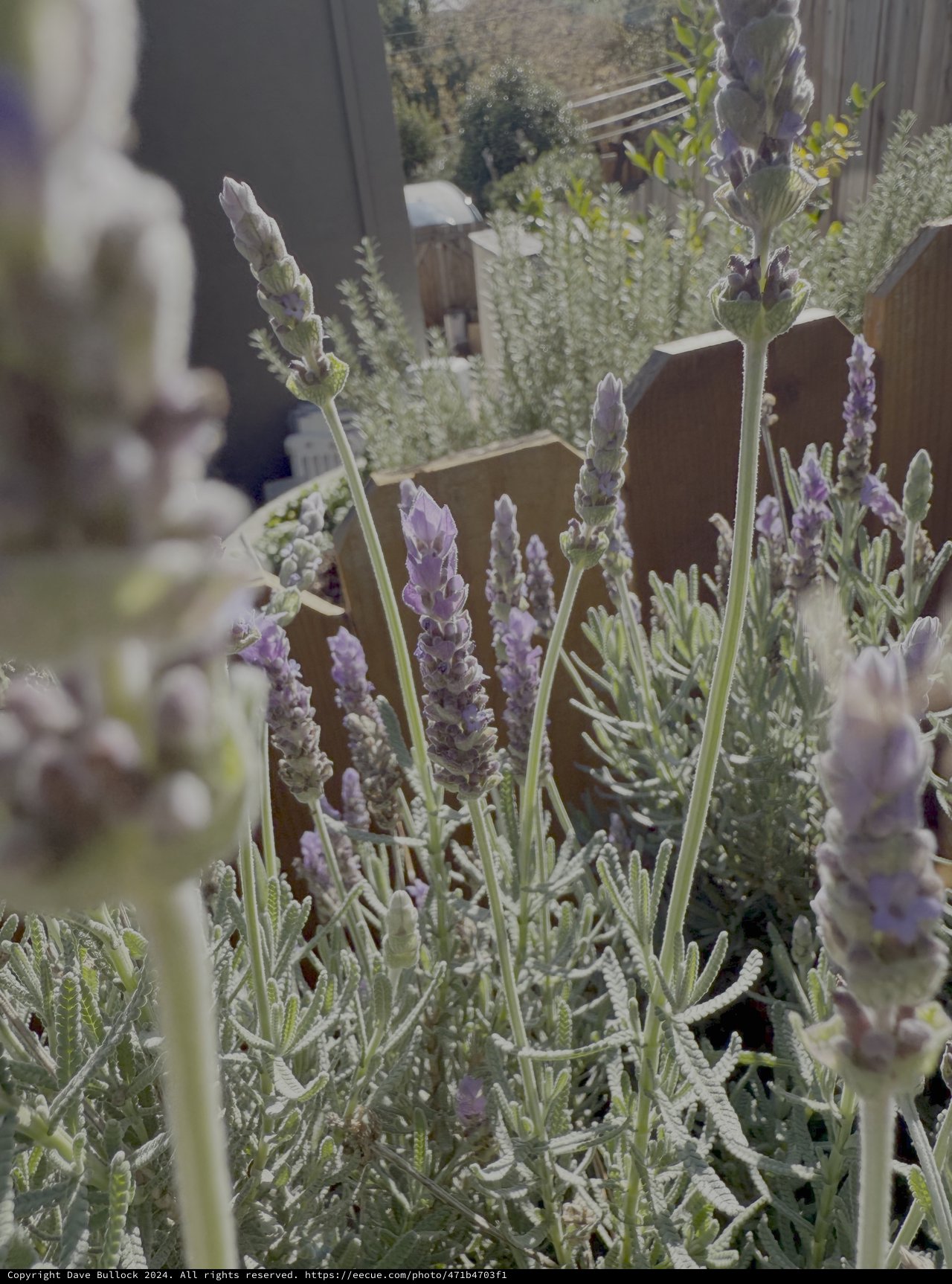 Lavender Plants Growing in Garden Containers