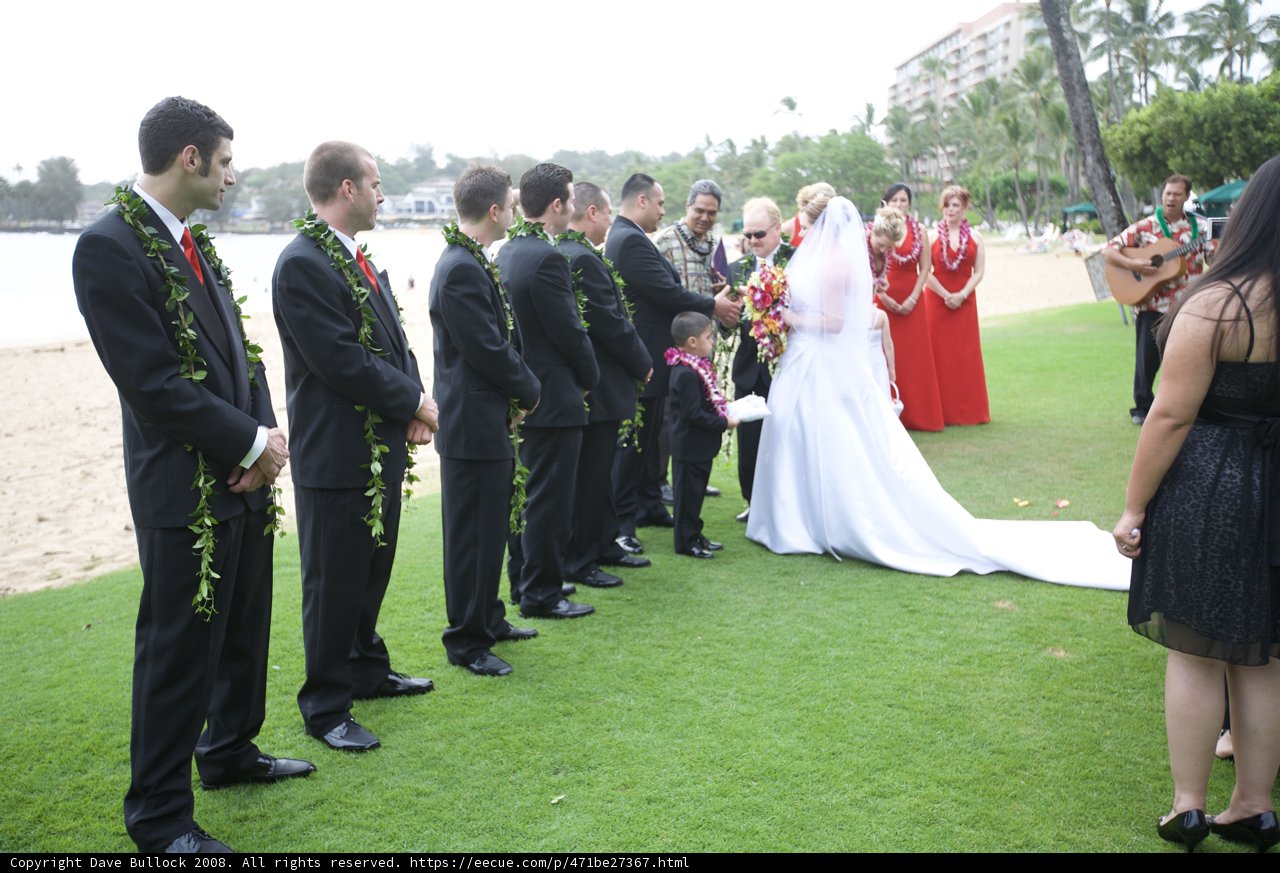 Wedding Party in the Wild