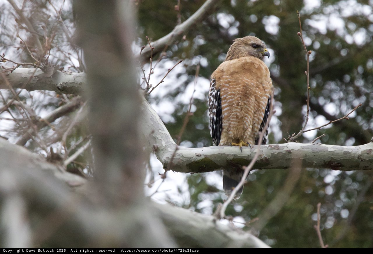 Red-Shouldered Hawk Perched on Winter Branch