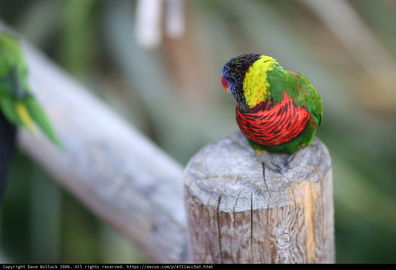 Feathered Friend