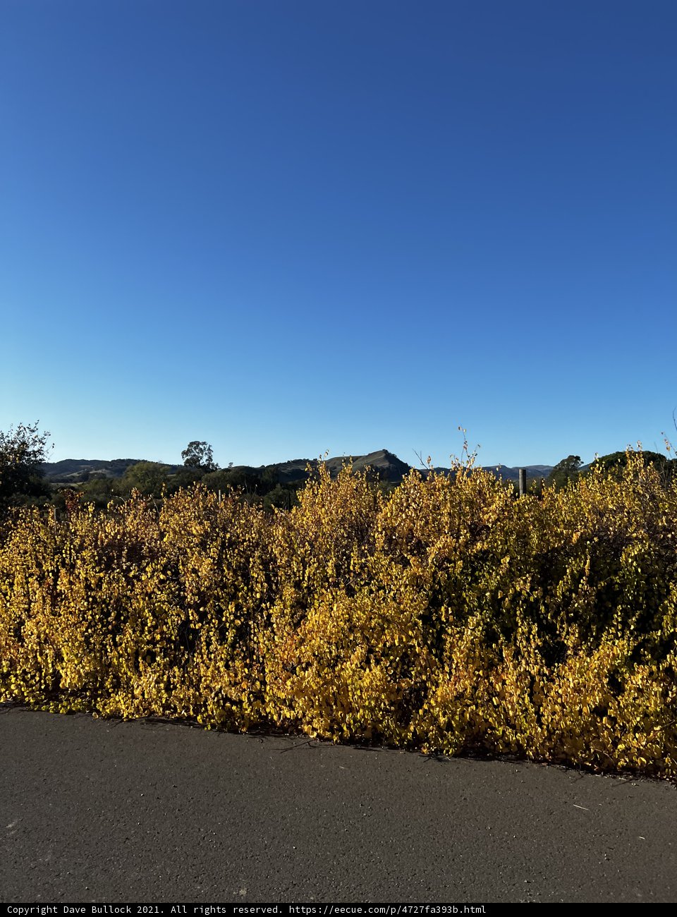 A Scenic Drive Along Tarmac Road in Napa