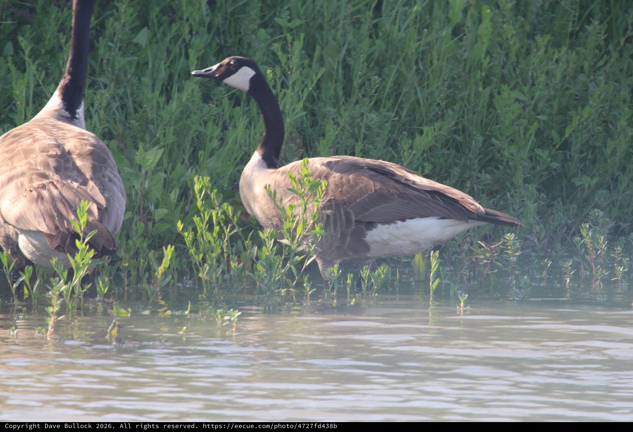 Canada Geese Pair Foraging in Shallow Wetland Waters