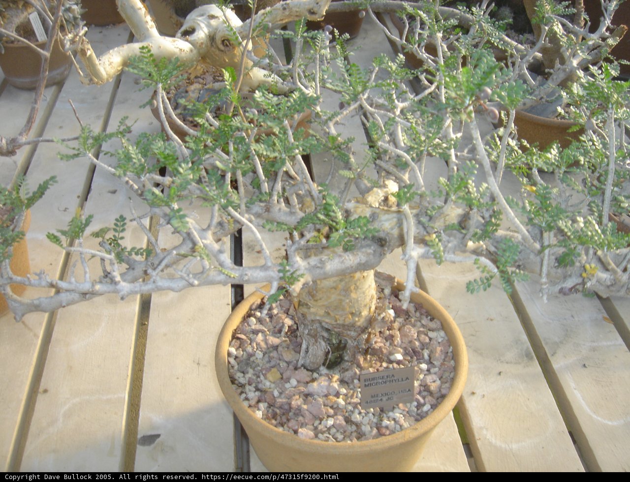 Serene Bonsai Tree Takes Center Stage