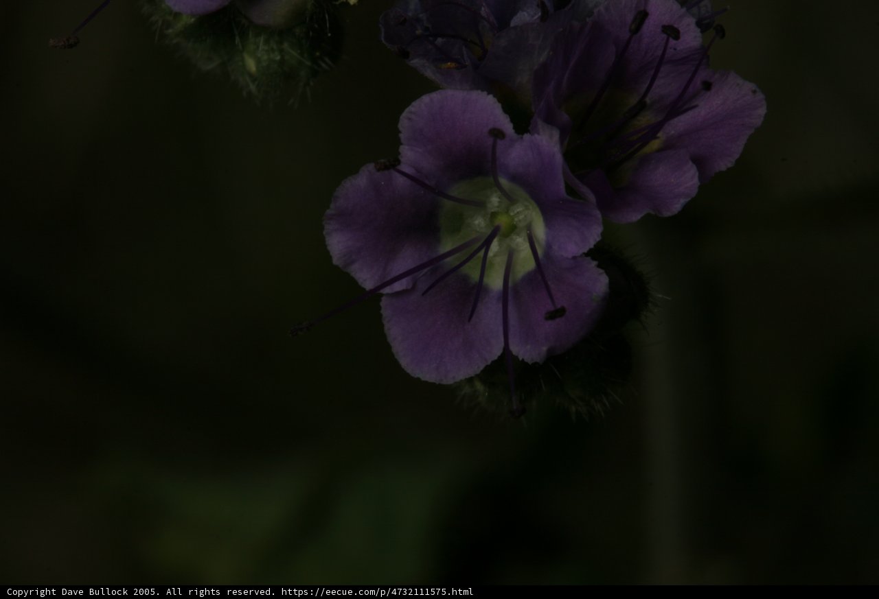 Twilight Blooms