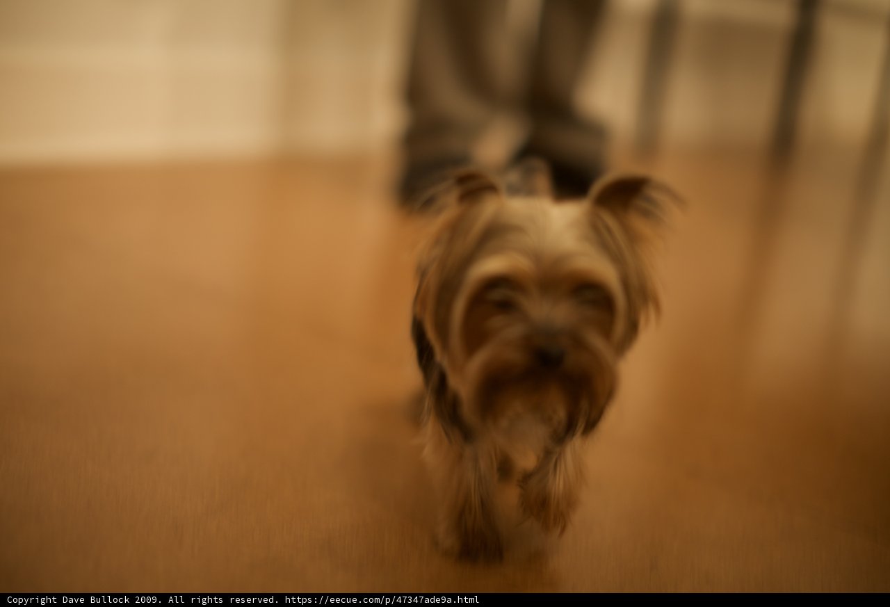 Little Terrier on Hardwood