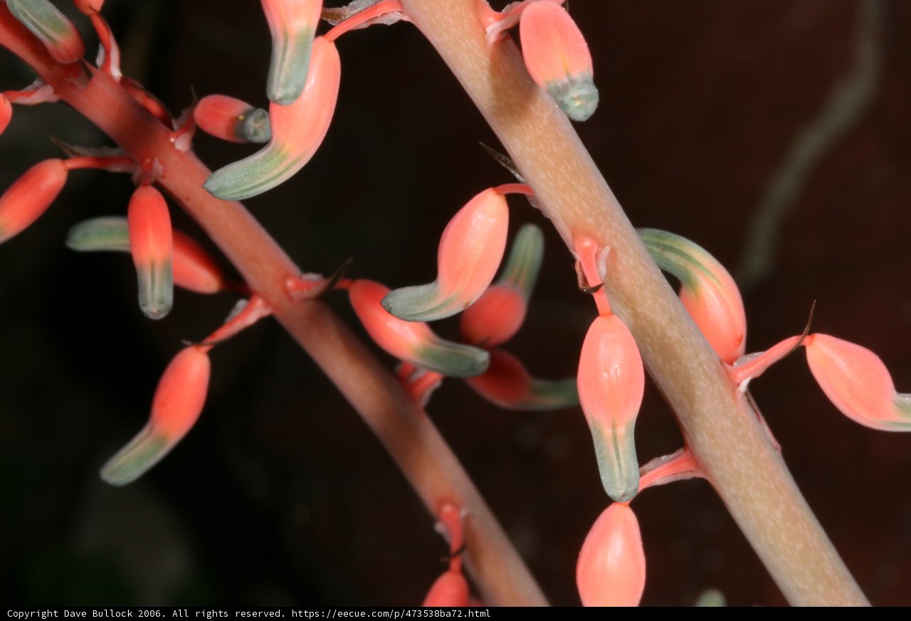 Pink Acanthaceae Flowers in Bloom