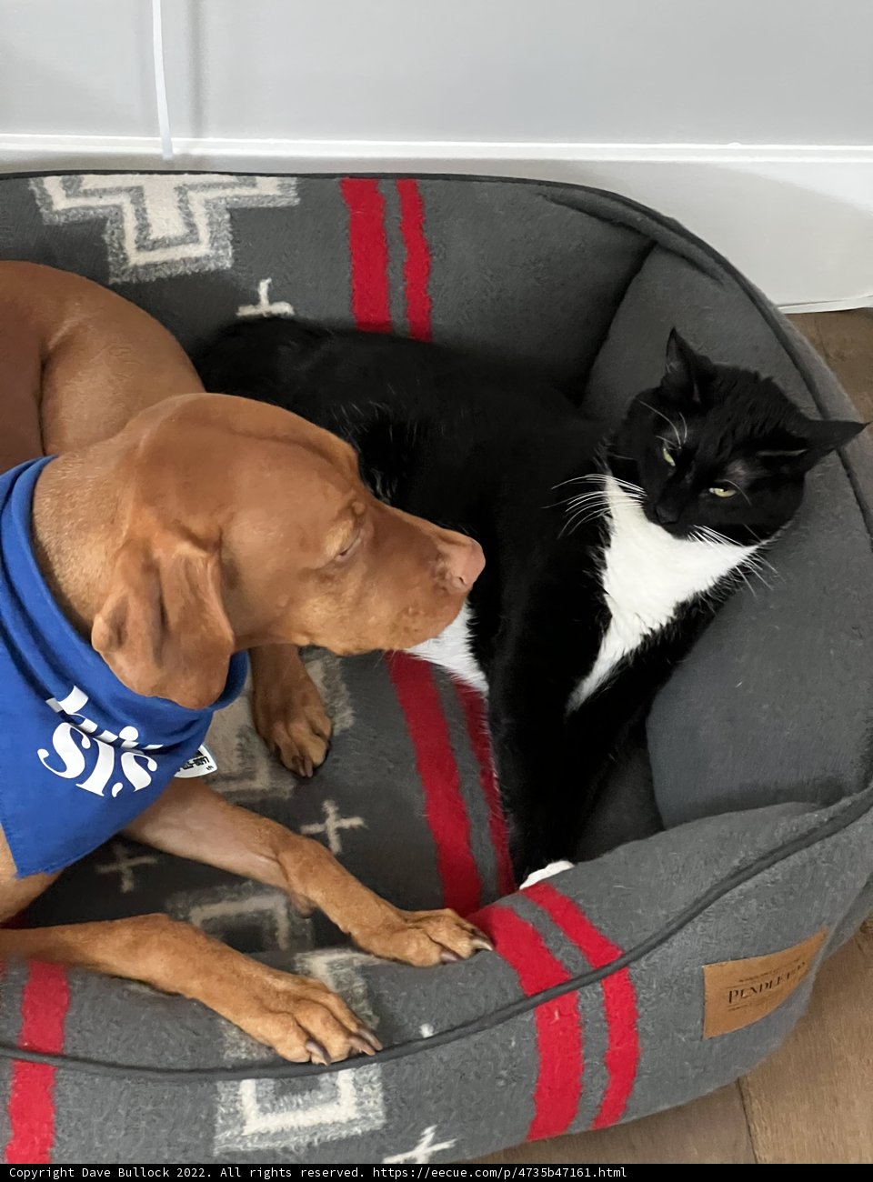 Cozy Companions
