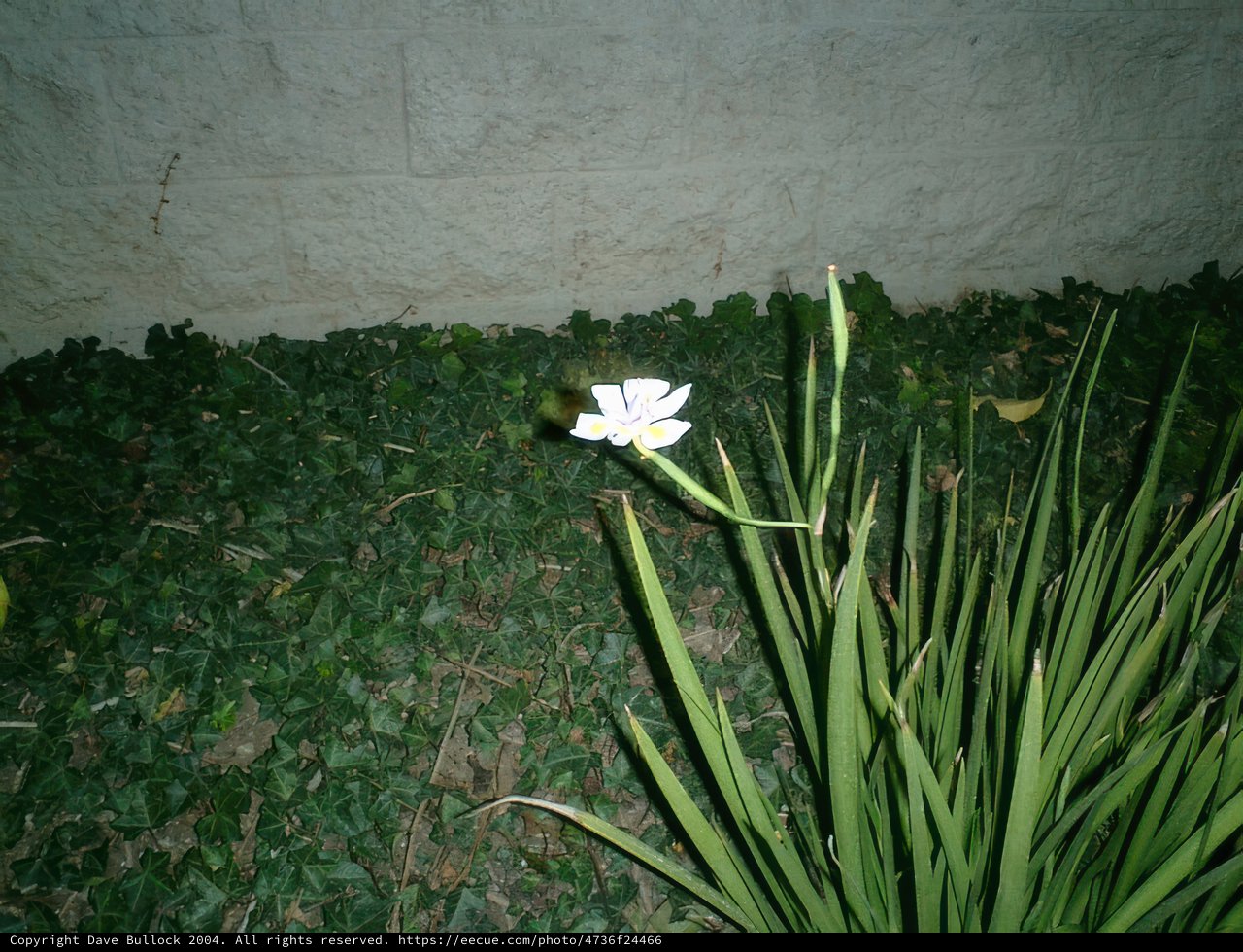 Lone Flower in the Grass