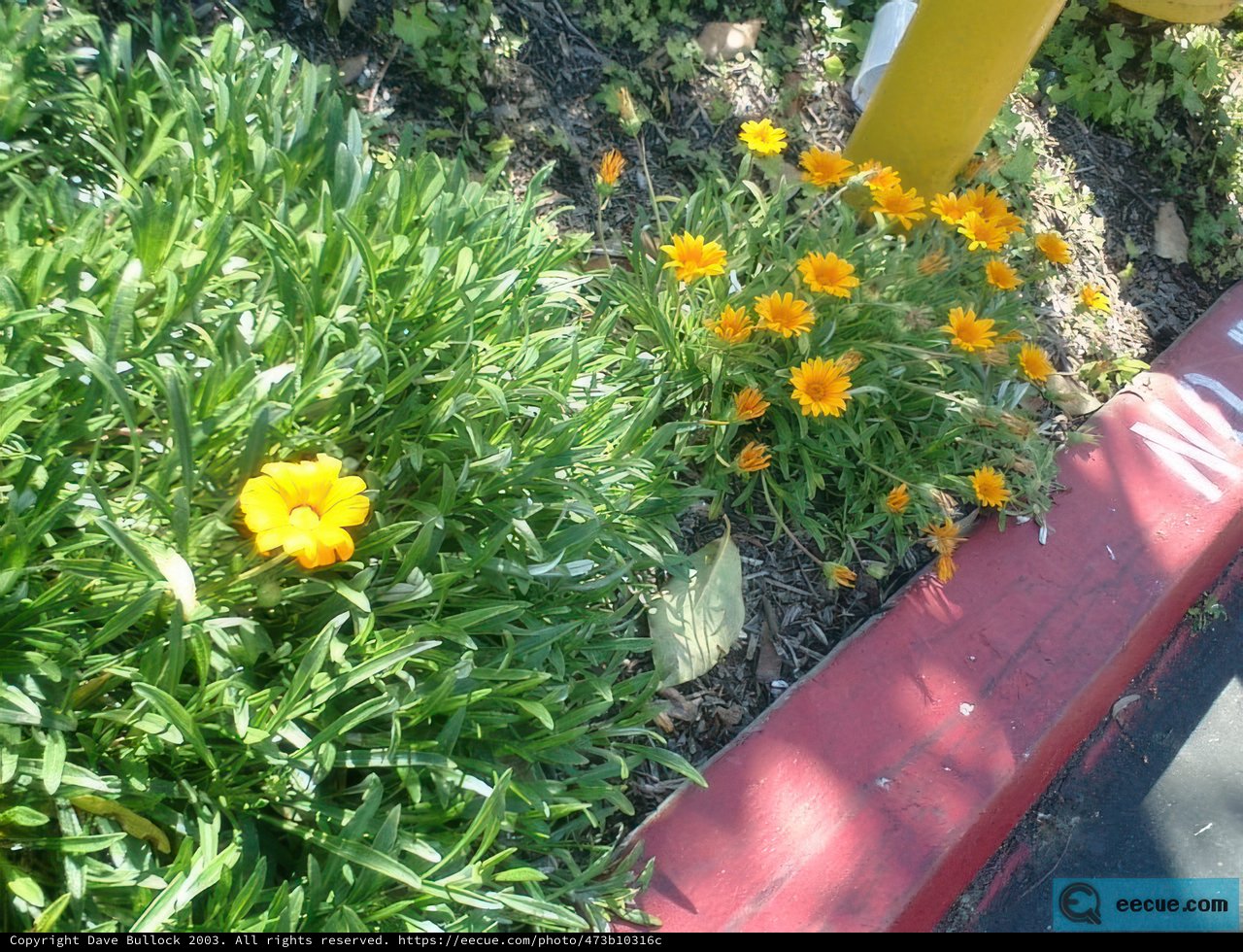 Blooming Treasures in the Garden