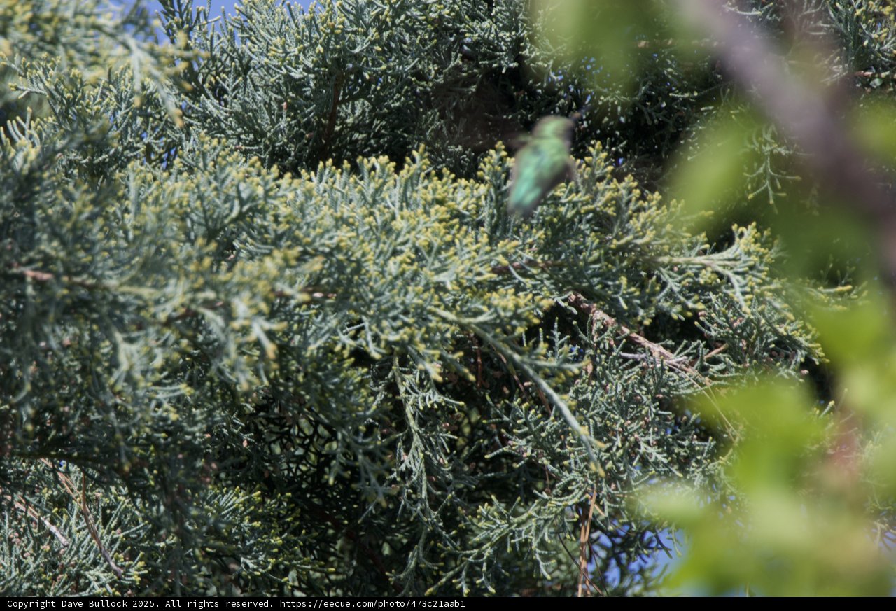Whispers in the Branches