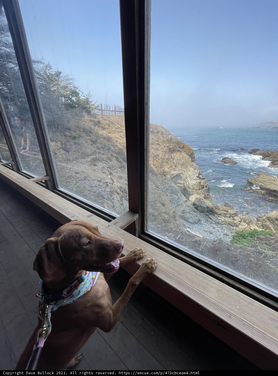 Canine Seaside Watcher