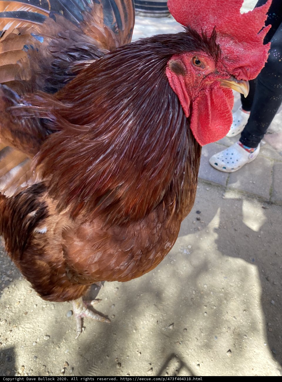 Regal Rooster