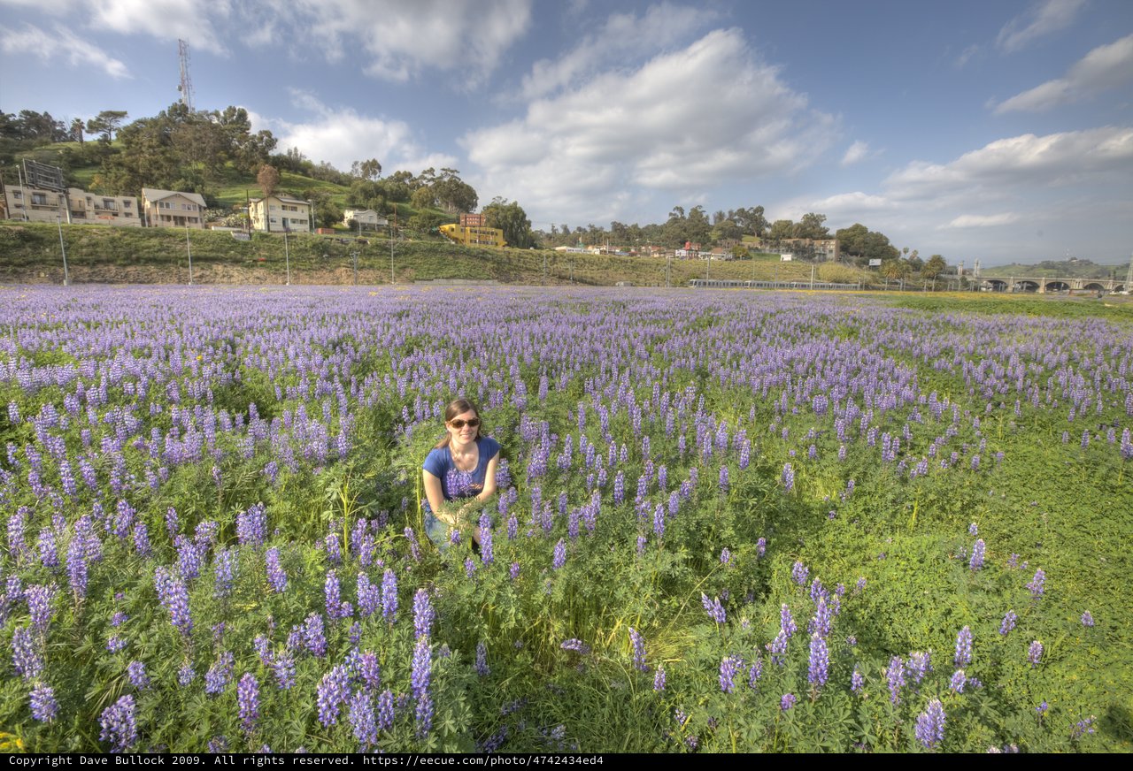 Woman Surrounded by Vast Purple Lupine Wildflower Field