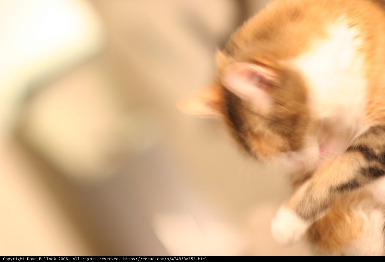 Playtime with Kitty