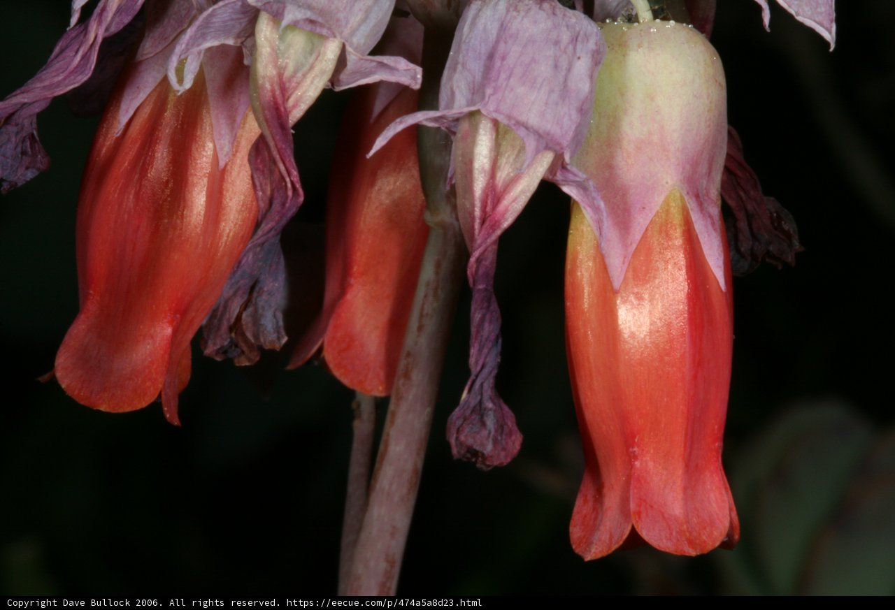 Vibrant Petals