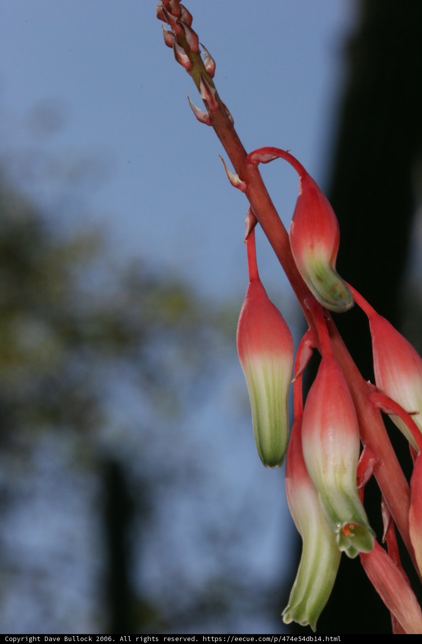 Vibrant Blossom Under Blue Sky