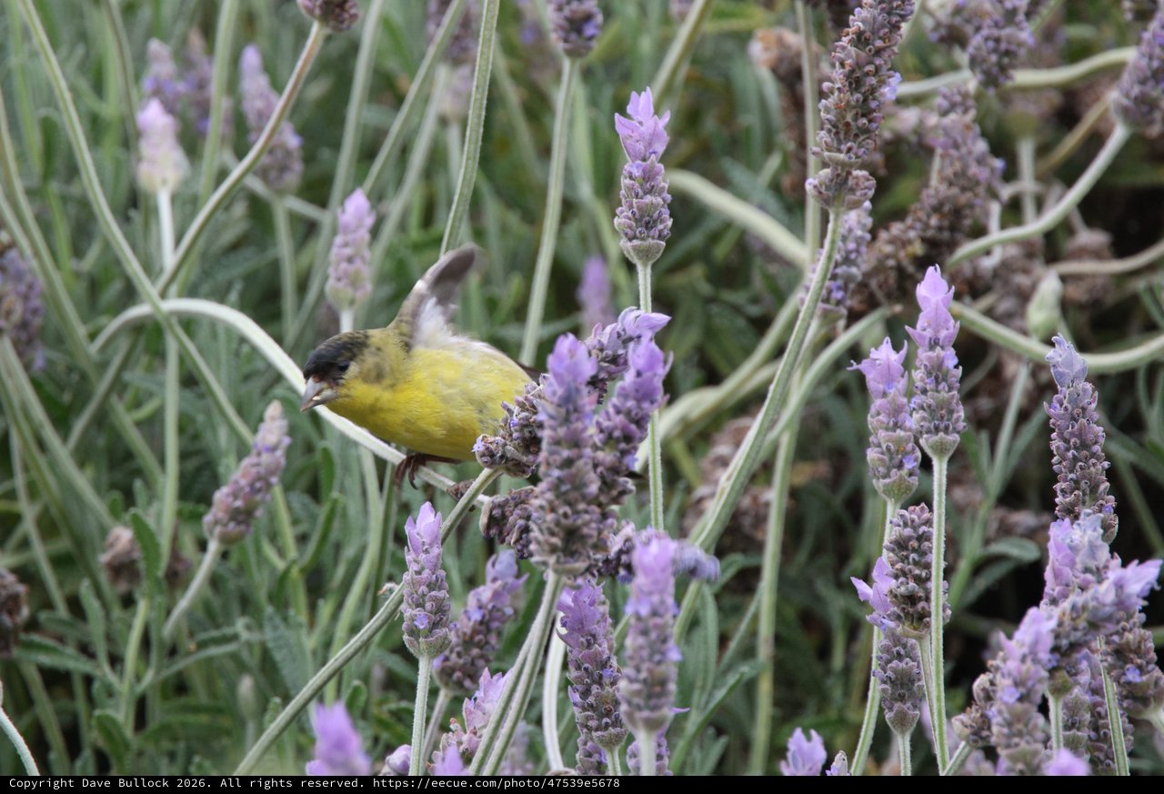 Lesser Goldfinch Perched Among Purple Lavender Blooms