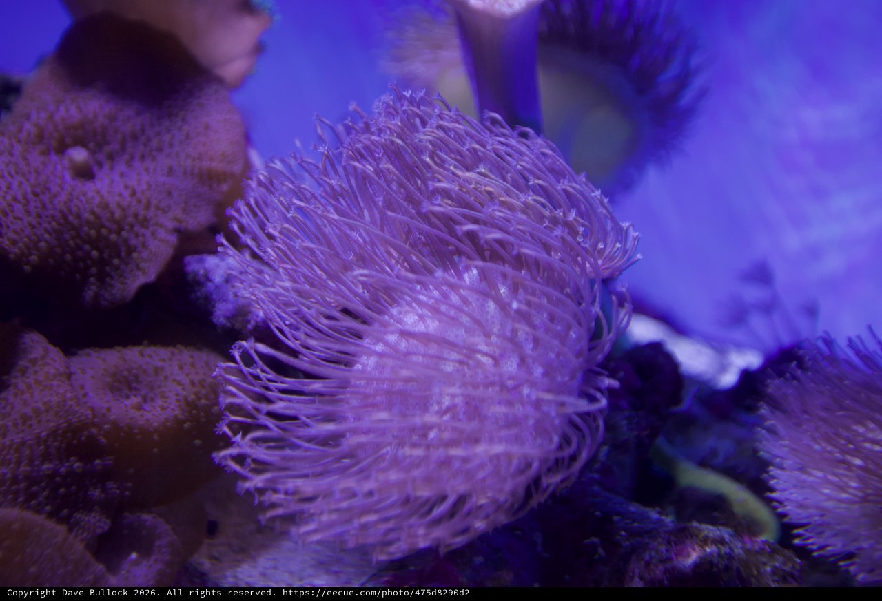 Purple Sea Anemone in Aquarium Display
