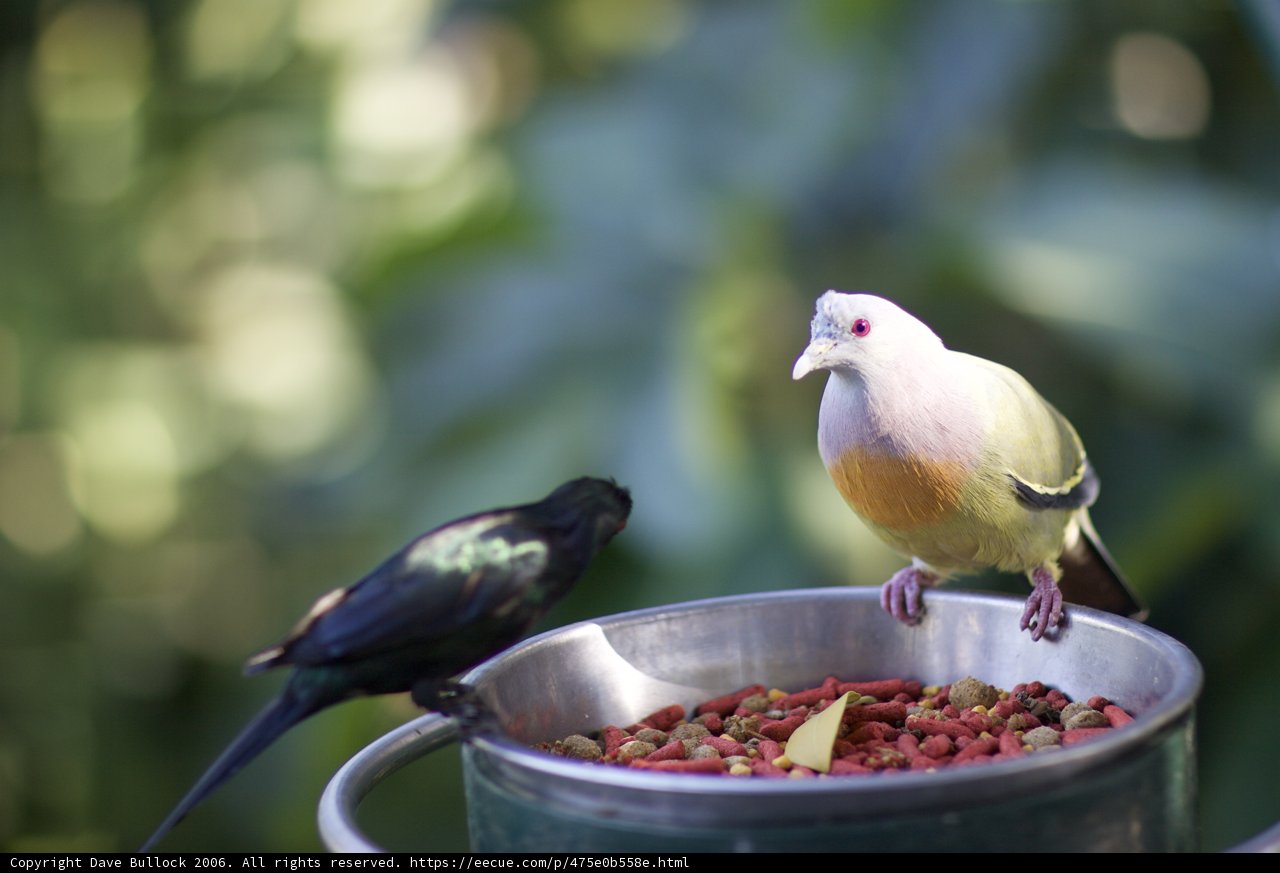 Feathered Visitor